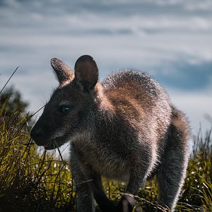 Wallaby