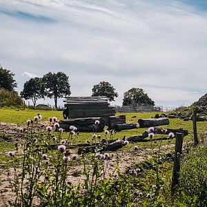 Hoofstock and Horse area in the back of the zoo