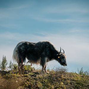Yak