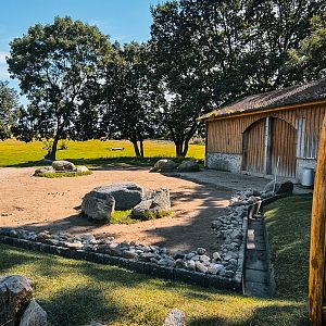 Bactrian Camel front area