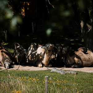 Bactrian Camels