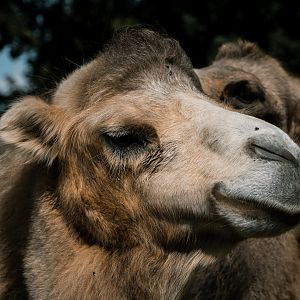 Bactrian Camel