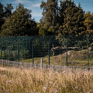 Lion enclosure back area