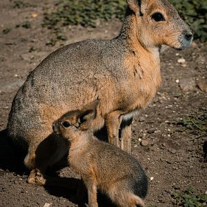 Mara with Young