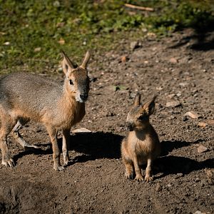 Mara with Young