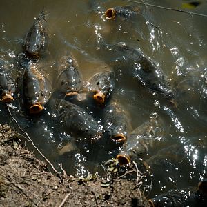 Carps in watermoat