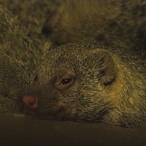 Banded mongoose (Mungos mungo), 2022-02-12