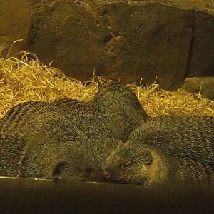 Banded mongooses (Mungos mungo), 2022-02-12