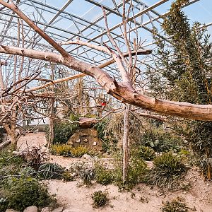 White-Headed Lemurs indoor