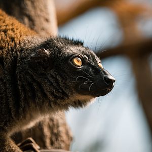 White-Headed Lemur