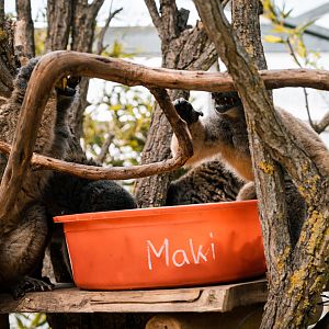White-Headed Lemurs feeding