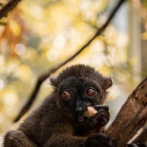 White-Headed Lemur