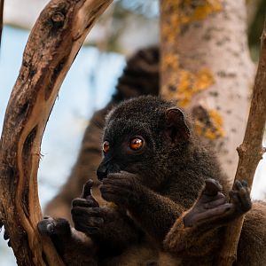 White-Headed Lemur