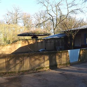 Cape porcupine exhibit, 2022-02-12