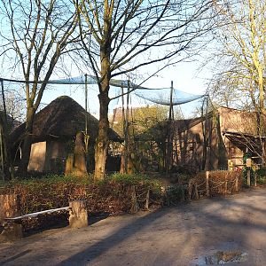 Village weaver, Golden-breasted starling, Green woodhoopoe and Vulturine guineafowl aviary, 2022-02-12