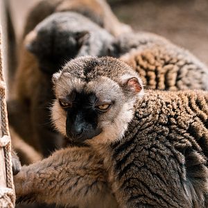 White-Headed Lemur