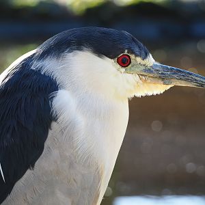 Black-fronted night heron (Nycticorax nycticorax nycticorax), 2022-02-12