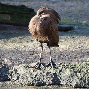 Hamerkop (Scopus umbretta), 2022-02-12