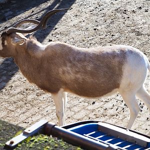 Addax (Addax nasomaculatus), 2022-02-12