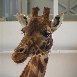 Kordofan giraffe (Giraffa camelopardalis antiquorum), 2022-02-12