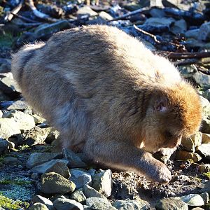 Barbary macaque (Macaca sylvanus), 2022-02-12