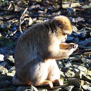 Barbary macaque (Macaca sylvanus), 2022-02-12