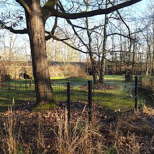 Arabian oryx and Slender-horned gazelle paddock, 2022-02-12