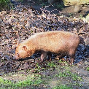 Bush dog (Speothos venaticus), 2022-02-12