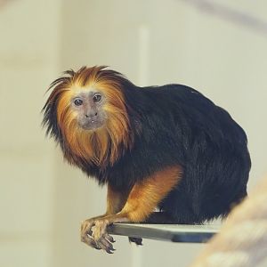 Golden-headed lion tamarin (Leontopithecus chrysomelas), 2022-02-12