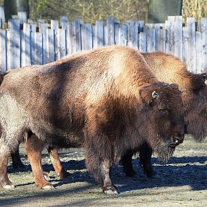 American Plains bisons (Bison bison bison), 2022-02-12