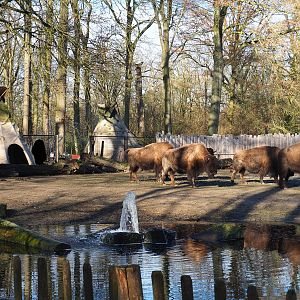 American Plains bisons and Native American village, 2022-02-12