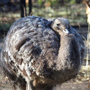Darwin`s rhea (Rhea pennata), 2022-02-12