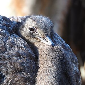 Darwin`s rhea (Rhea pennata), 2022-02-12
