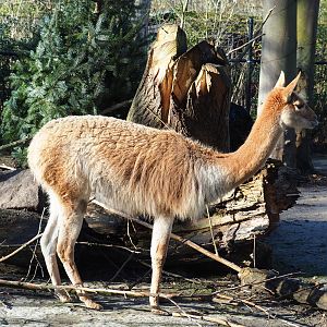 Vicuña (Vicugna vicugna), 2022-02-12