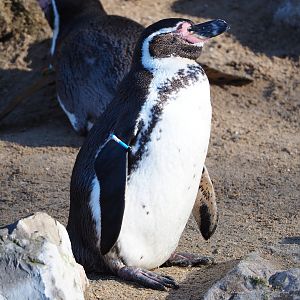 Humboldt penguin (Spheniscus humboldti), 2022-02-12
