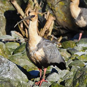 Black-faced ibis (Theristicus melanopis), 2022-02-12