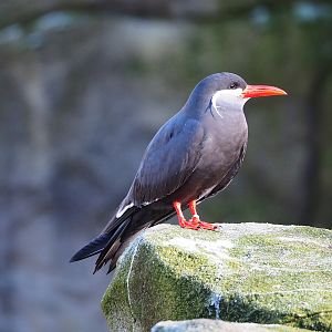 Inca tern (Larosterna inca), 2022-02-12