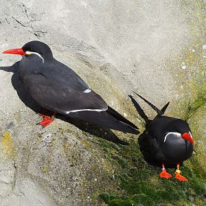 Inca terns (Larosterna inca), 2022-02-12