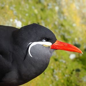 Inca tern (Larosterna inca), 2022-02-12