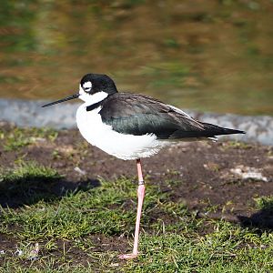 Black-necked stilt (Himantopus mexicanus), 2022-02-12