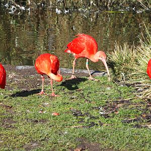 Scarlet ibises (Eudocimus ruber), 2022-02-12