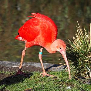 Scarlet ibis (Eudocimus ruber), 2022-02-12