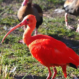 Scarlet ibis (Eudocimus ruber), 2022-02-12