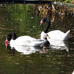 Black-necked swans (Cygnus melancoryphus) and Magellanic flightless steamer duck (Tachyeres pteneres), 2022-02-12