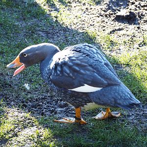 Magellanic flightless steamer duck (Tachyeres pteneres), 2022-02-12