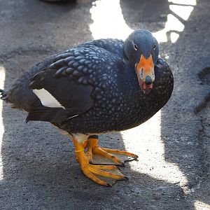 Magellanic flightless steamer duck (Tachyeres pteneres), 2022-02-12