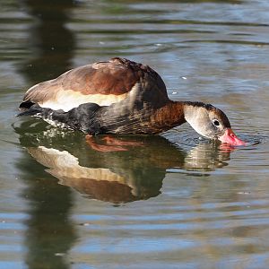 Southern black-bellied whistling duck (Dendrocygna autumnalis autumnalis), 2022-02-12