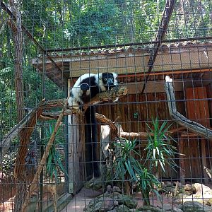 Black and white ruffed lemur