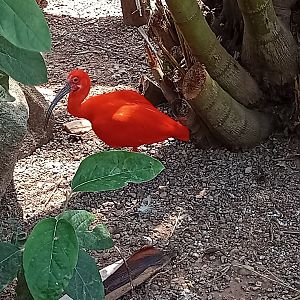 Scarlet ibis