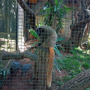 Black fronted titi and solitary tinamou
